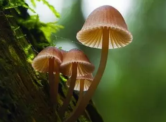 蘑菇提取物還能減少糖用量？