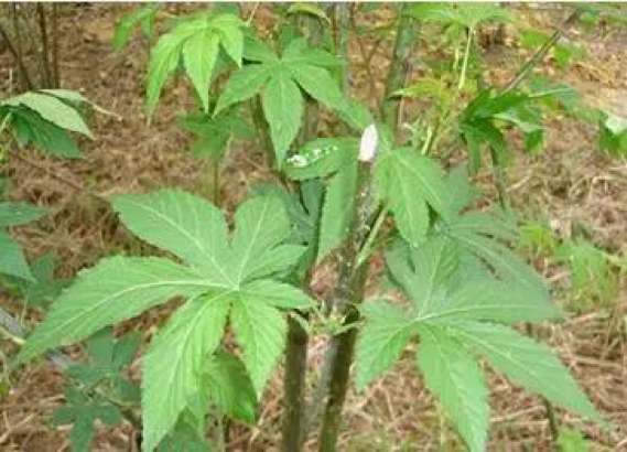 天然甜味劑的未來(lái)：甜茶苷、甘草甜素或?qū)⒋? title=